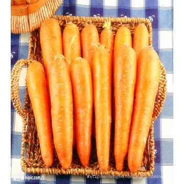 Shandong China Fresh Carrots for Hot Sale